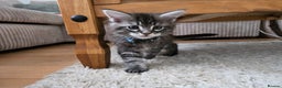 Maine Coon cats for sale: Adorable Maine Coon Boy looking for a Loving Home  - Advert 22