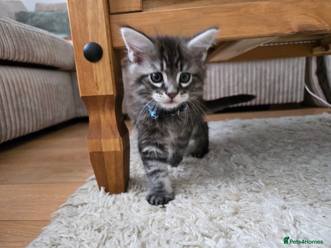 Maine Coon cats for sale: Adorable Maine Coon Boy looking for a Loving Home  - Advert 22