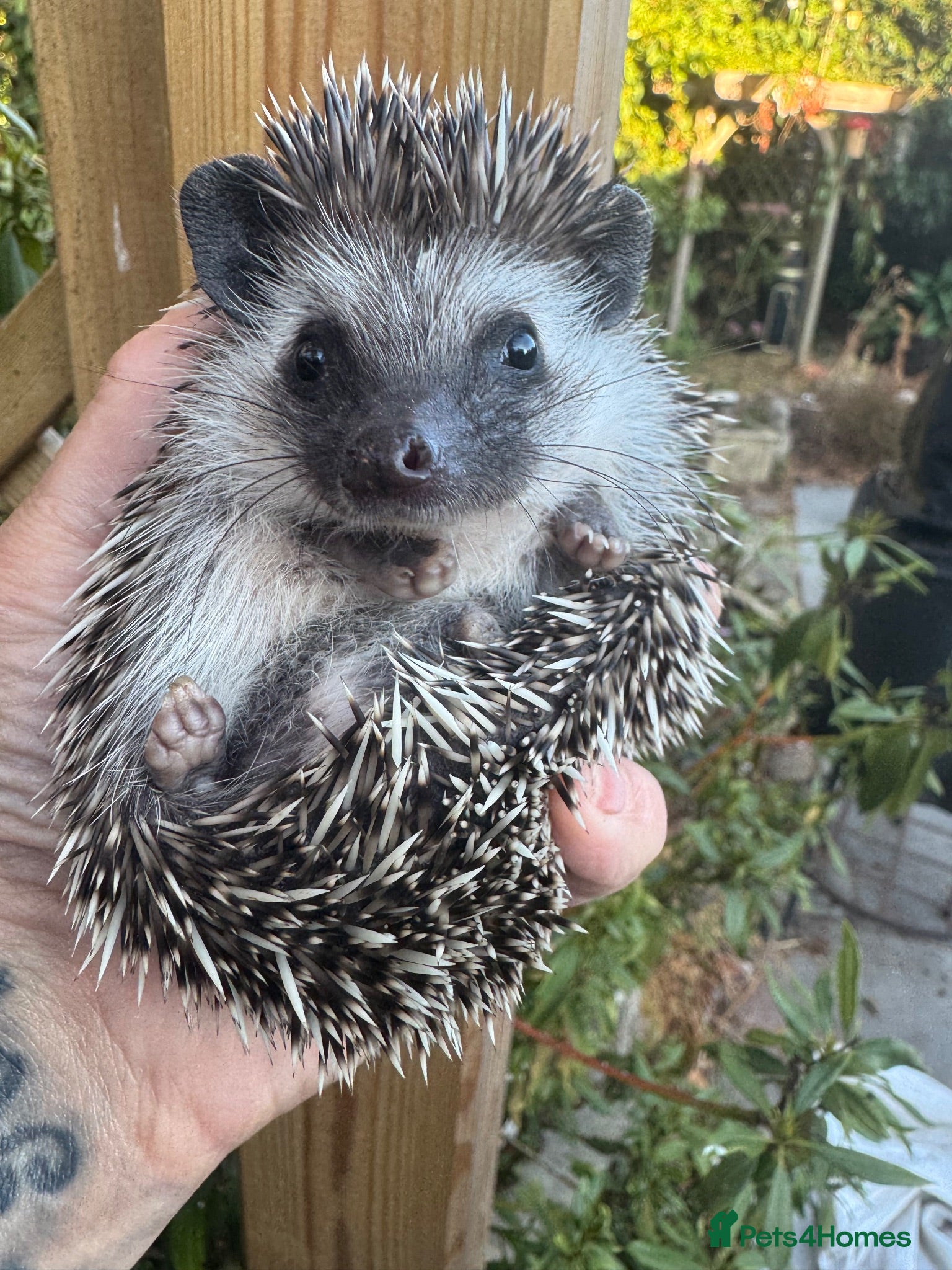 Pygmy Hedgehog rodents 8wk old APH babies mixed masks/colours setup poss  - Advert 2