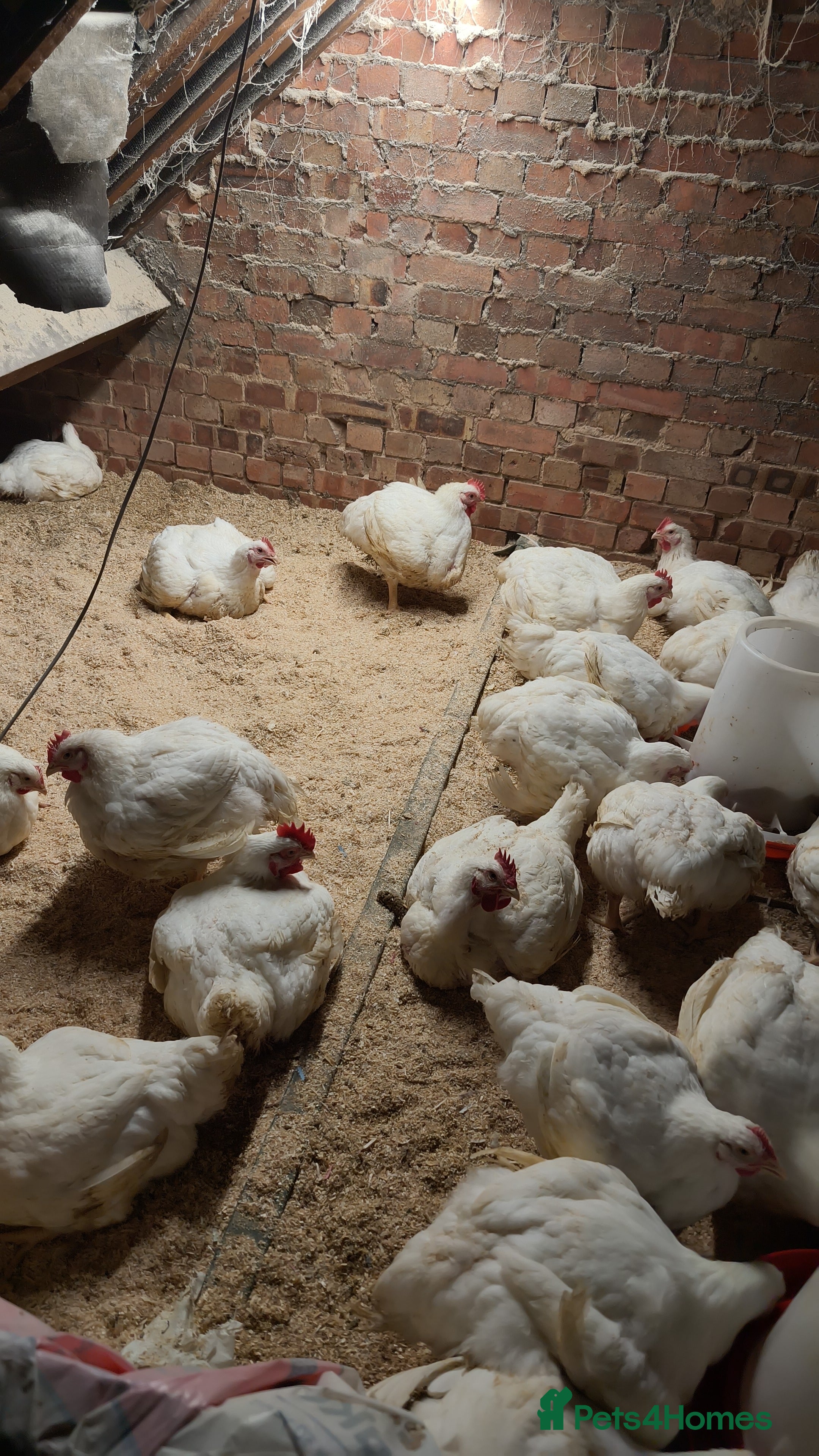 Hens poultry cornish cross meat chickens  - Advert 6