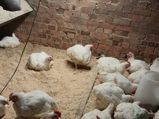 Hens poultry cornish cross meat chickens - Advert 1