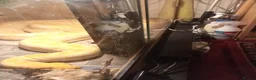 Python Snake reptiles for sale: 2x Albino Burmese Phyton, one male one female  - Advert 2