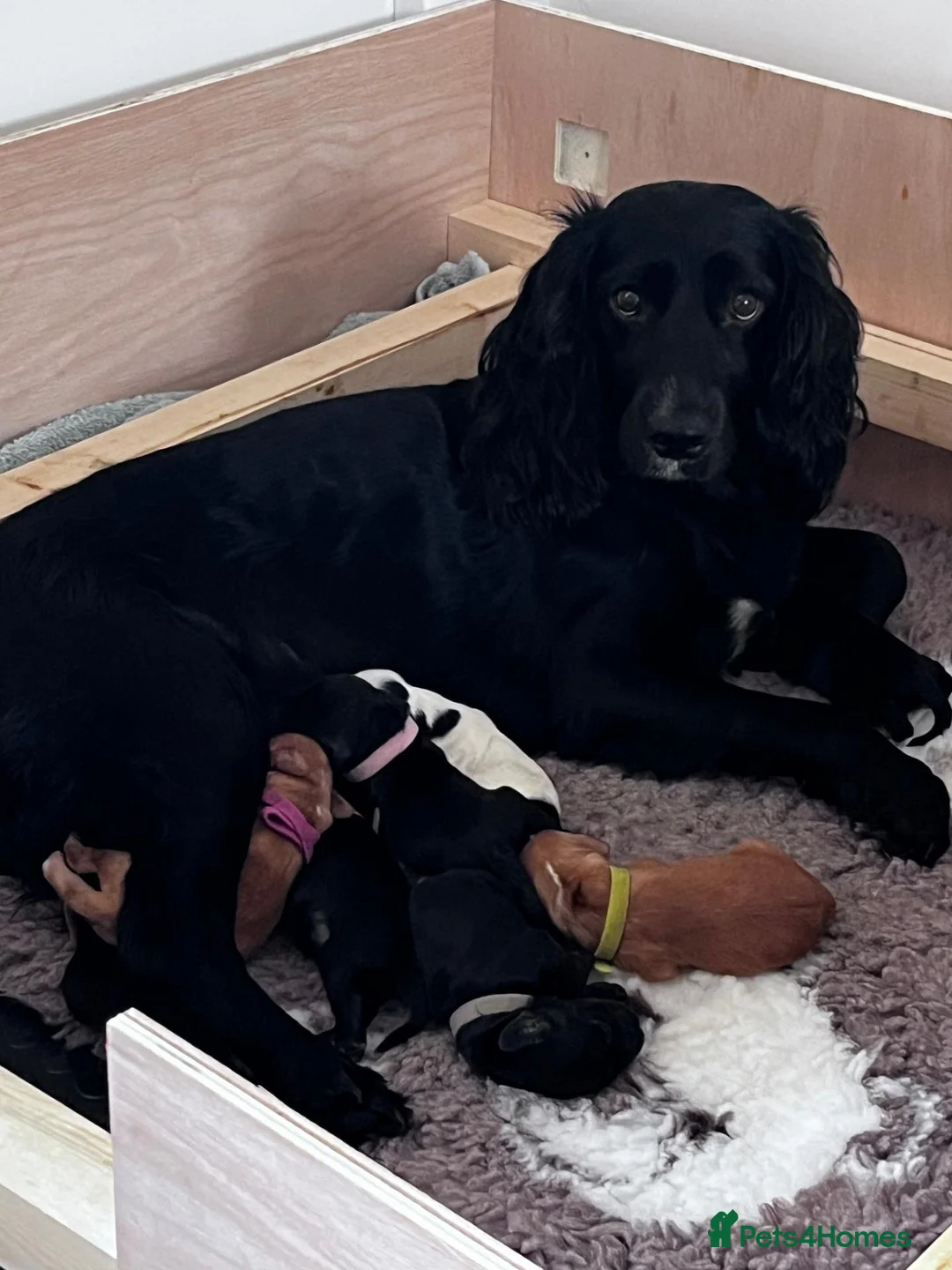 Cocker Spaniel dogs for sale: Gorgeous cocker spaniel puppies - Advert 9