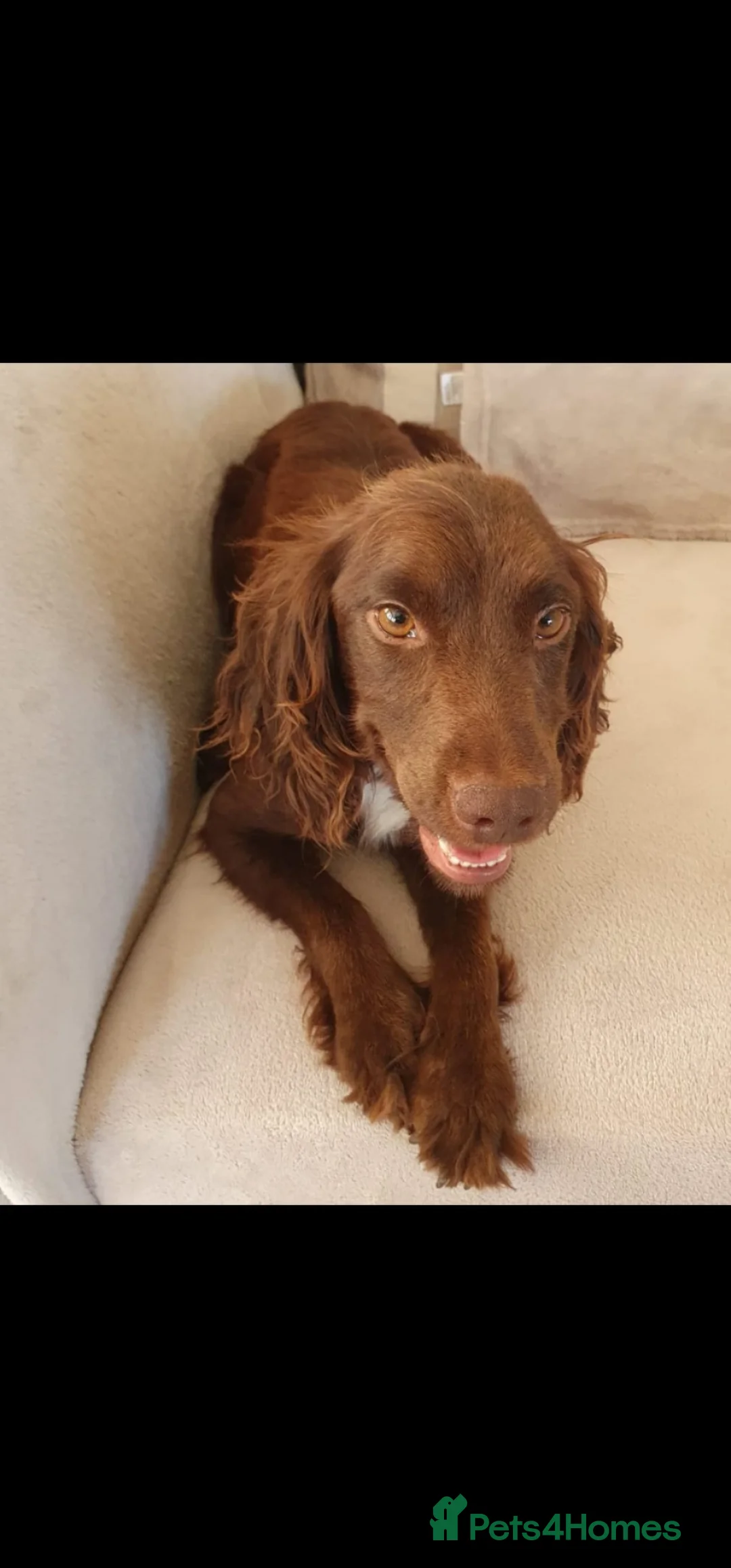 Cocker Spaniel dogs for sale: Beautiful cocker spaniel  - Advert 6