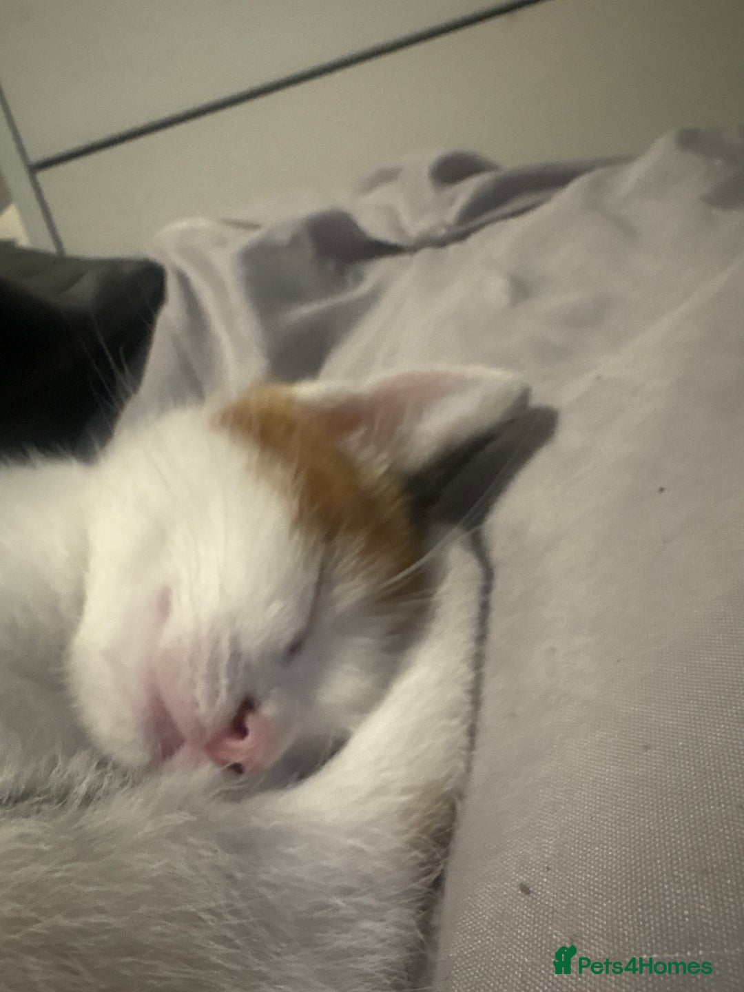 Mixed Breed cats for sale: gorgeous kittens - Image 8