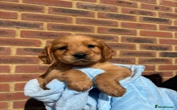 Cocker Spaniel dogs for sale: 🩷Rosie’s Stunning Puppies 🩷 - Image 6