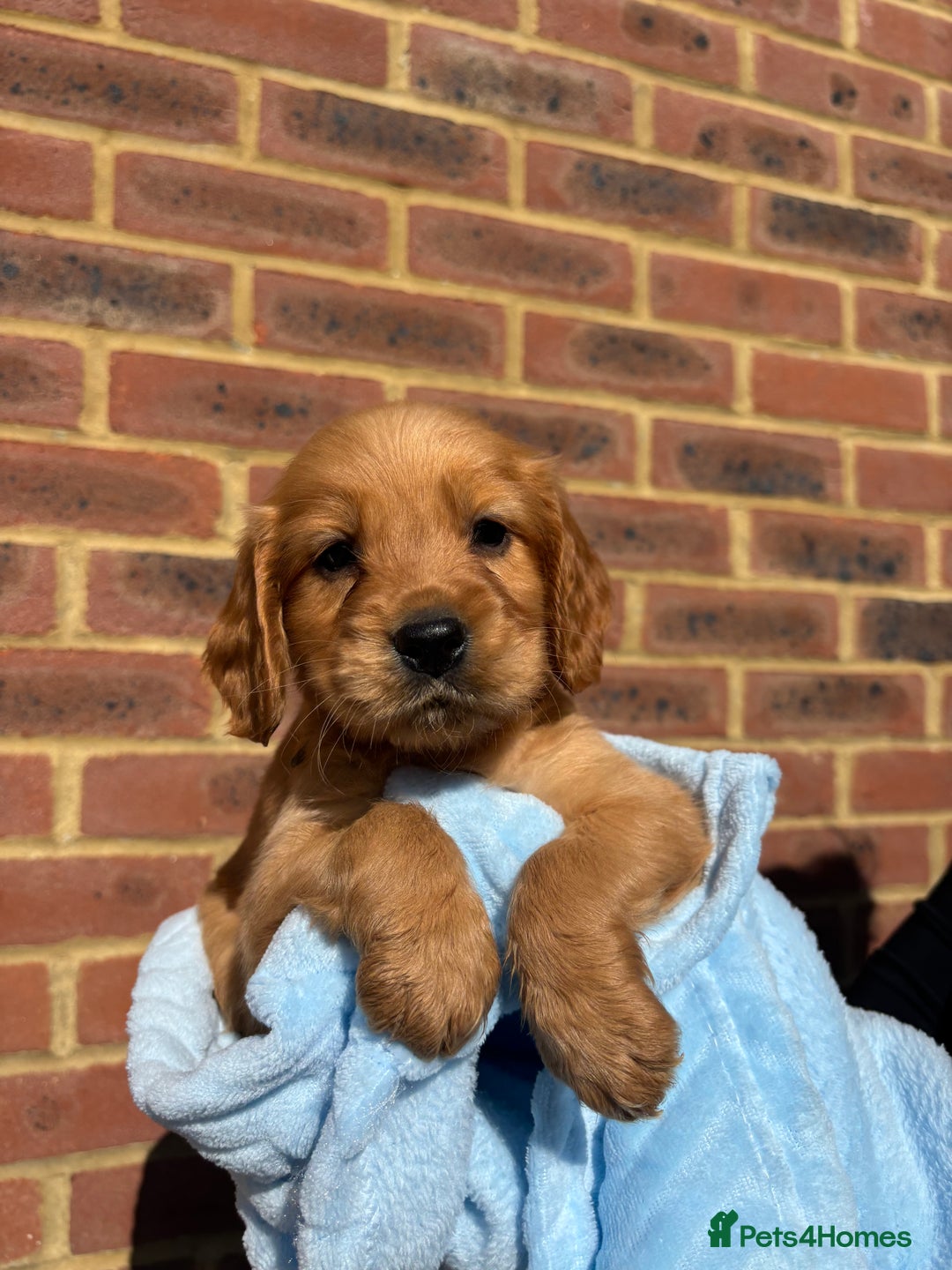 Cocker Spaniel dogs for sale: 🩷Rosie’s Stunning Puppies 🩷 - Image 6