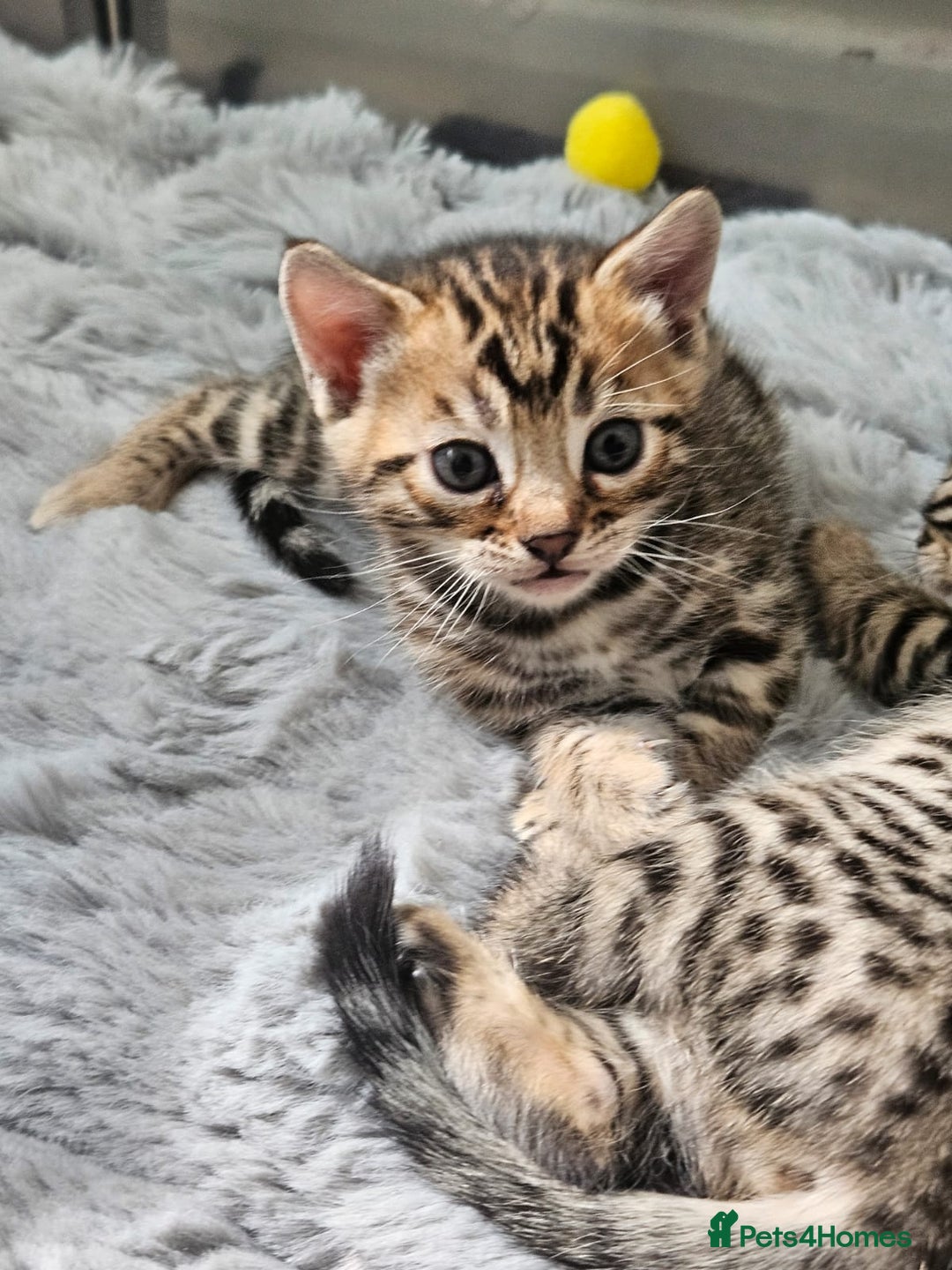 Bengal cats for sale: Lovely bengal kittens(Tica reg.)😍 - Image 32