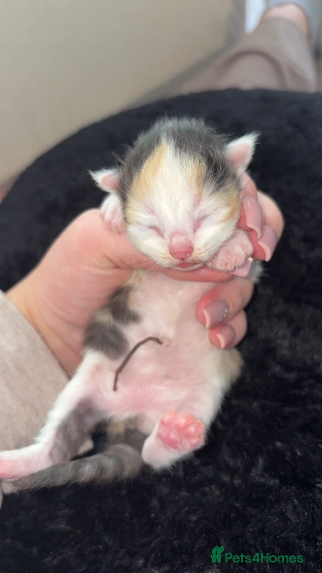 Ragdoll cats for sale: Ragdoll x Norwegian forest kittens - Advert 2