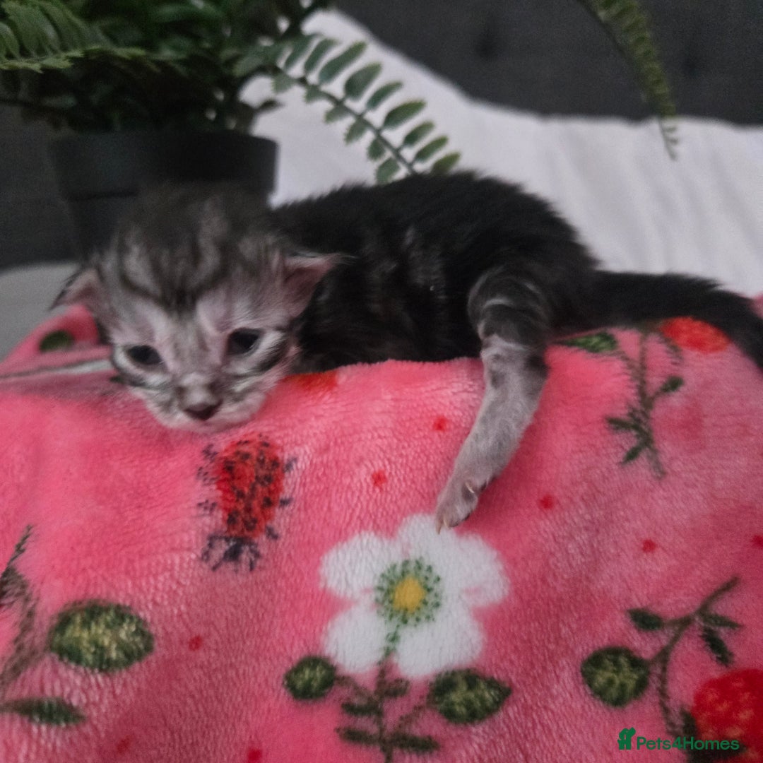 Maine Coon cats for sale: Champion russian Maine coon kittens - Image 8