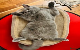 Ragdoll cats for sale: Two Show-Quality Cats Seeking Loving Homes - Image 5