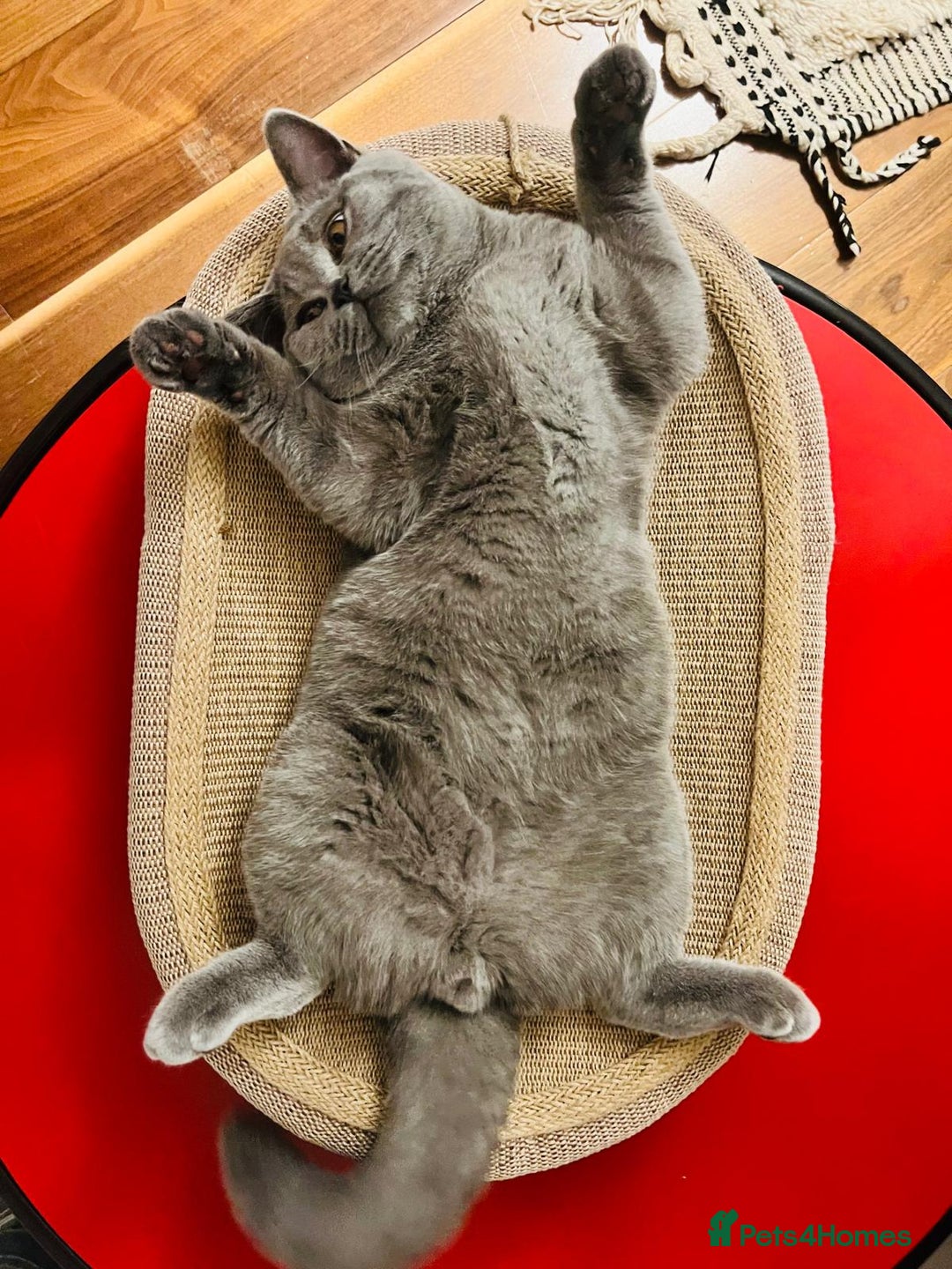 Ragdoll cats for sale: Two Show-Quality Cats Seeking Loving Homes - Image 5