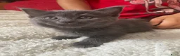 Mixed Breed cats for sale: Mixed kittens  - Advert 13