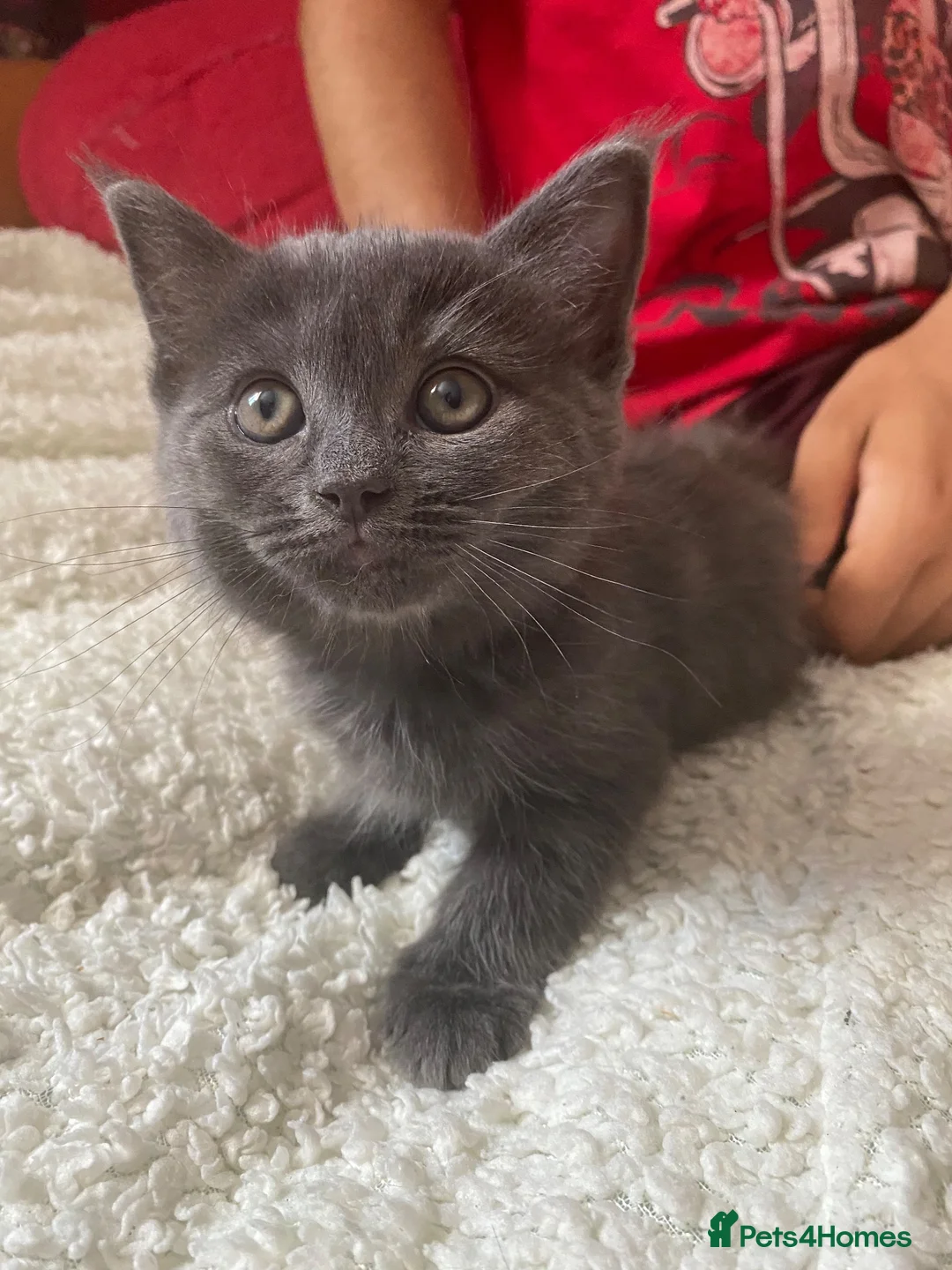 Mixed Breed cats for sale: Mixed kittens  - Advert 13