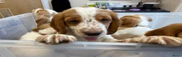 Cocker Spaniel dogs for sale: 2 boys Ready to leave working cocker spaniel  - Advert 5