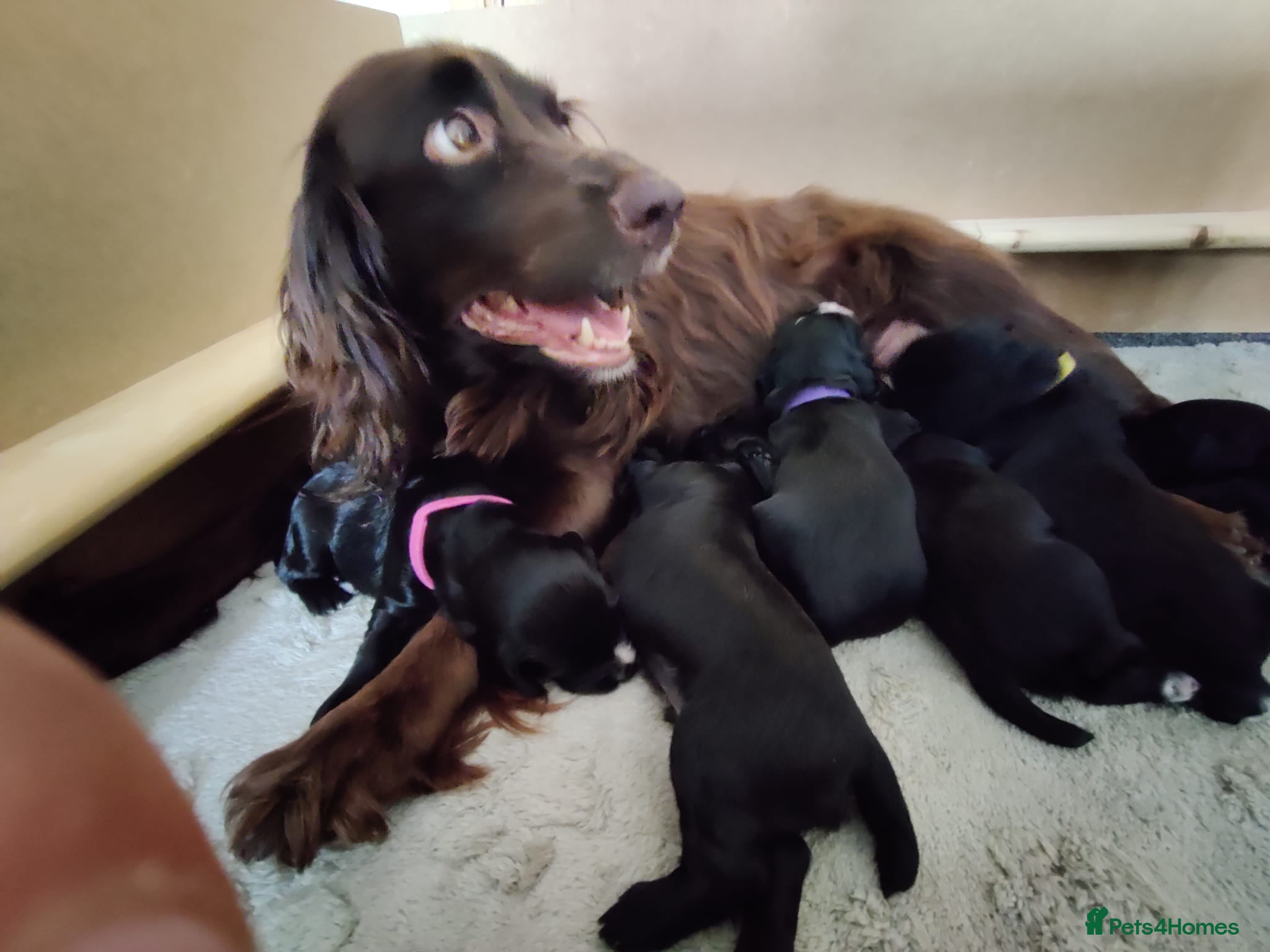 Cocker Spaniel dogs Cocker Spaniel Puppies  - Advert 2