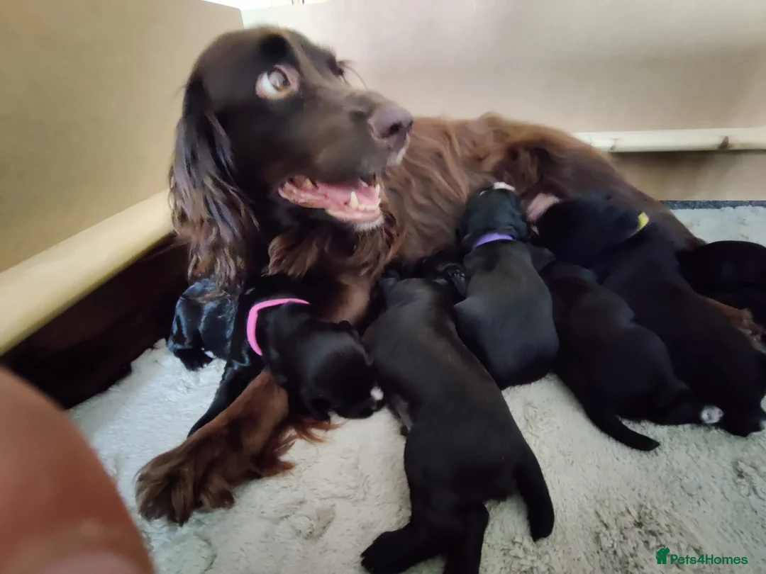 Cocker Spaniel dogs for sale: Cocker Spaniel Puppies  in Evesham - Advert 2