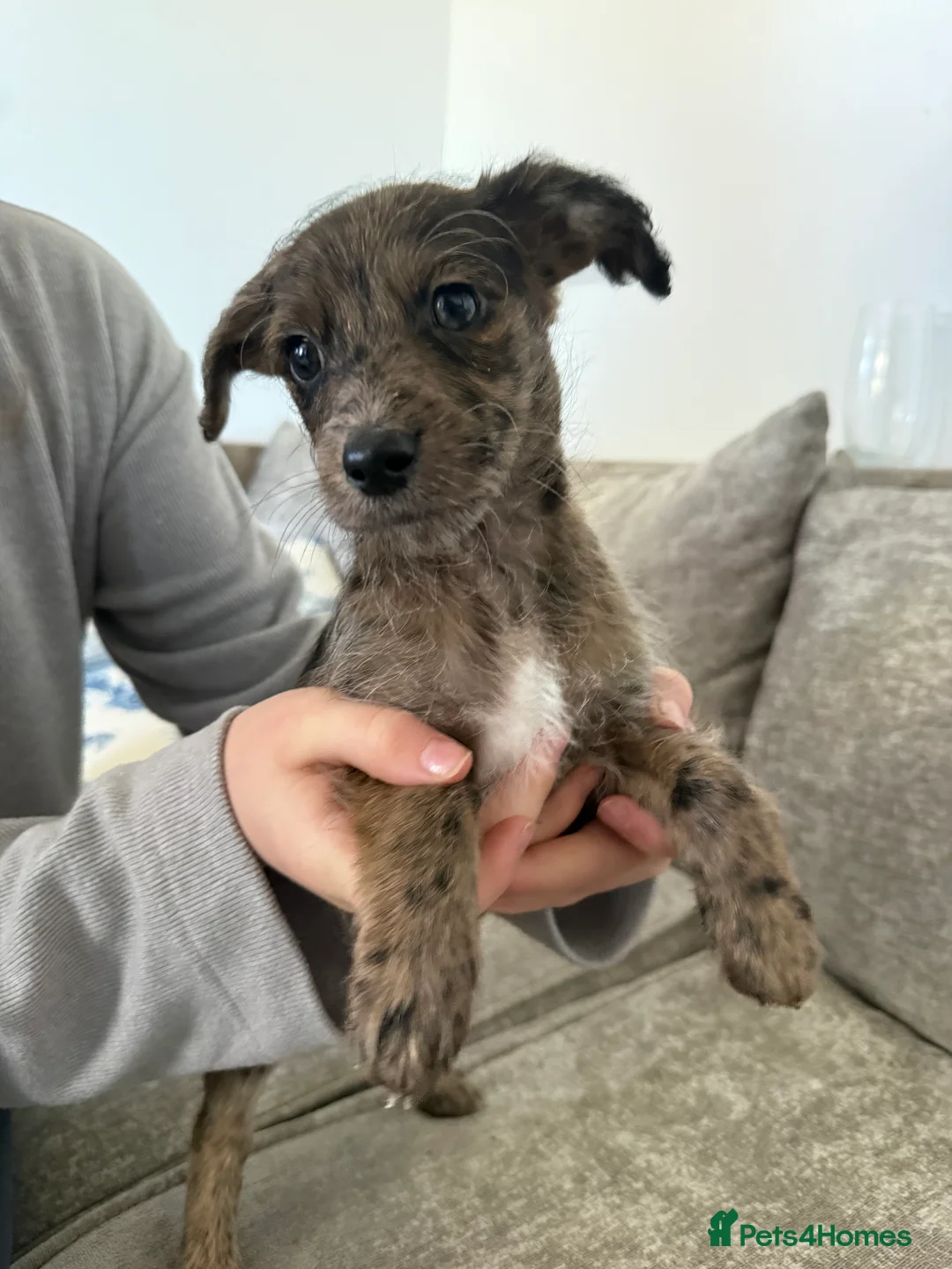 Mixed Breed dogs for sale: Mixed breed male 5 months old  in Tonbridge - Advert 2