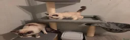 Ragdoll cats for sale: GCCF Ragdoll Kittens - Ready Now (Pet or Active) - Advert 14
