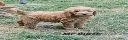 Mini Goldendoodle dogs for sale: Goldendoodle F1b Ready Now - Advert 4