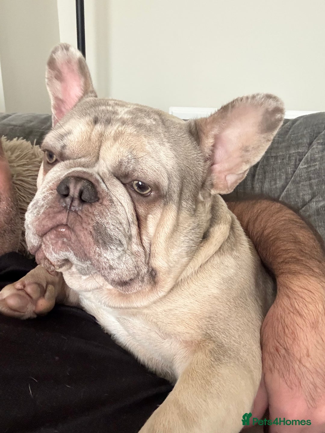 French Bulldog dogs for sale: Female Merle French bulldog  - Advert 8