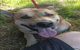 Mixed Breed dogs for sale: Odin. Sweet and beautiful crossbreed boy - Image 14