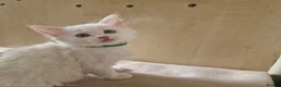 Turkish Angora cats for sale: Turkish angora x kittens  - Advert 4