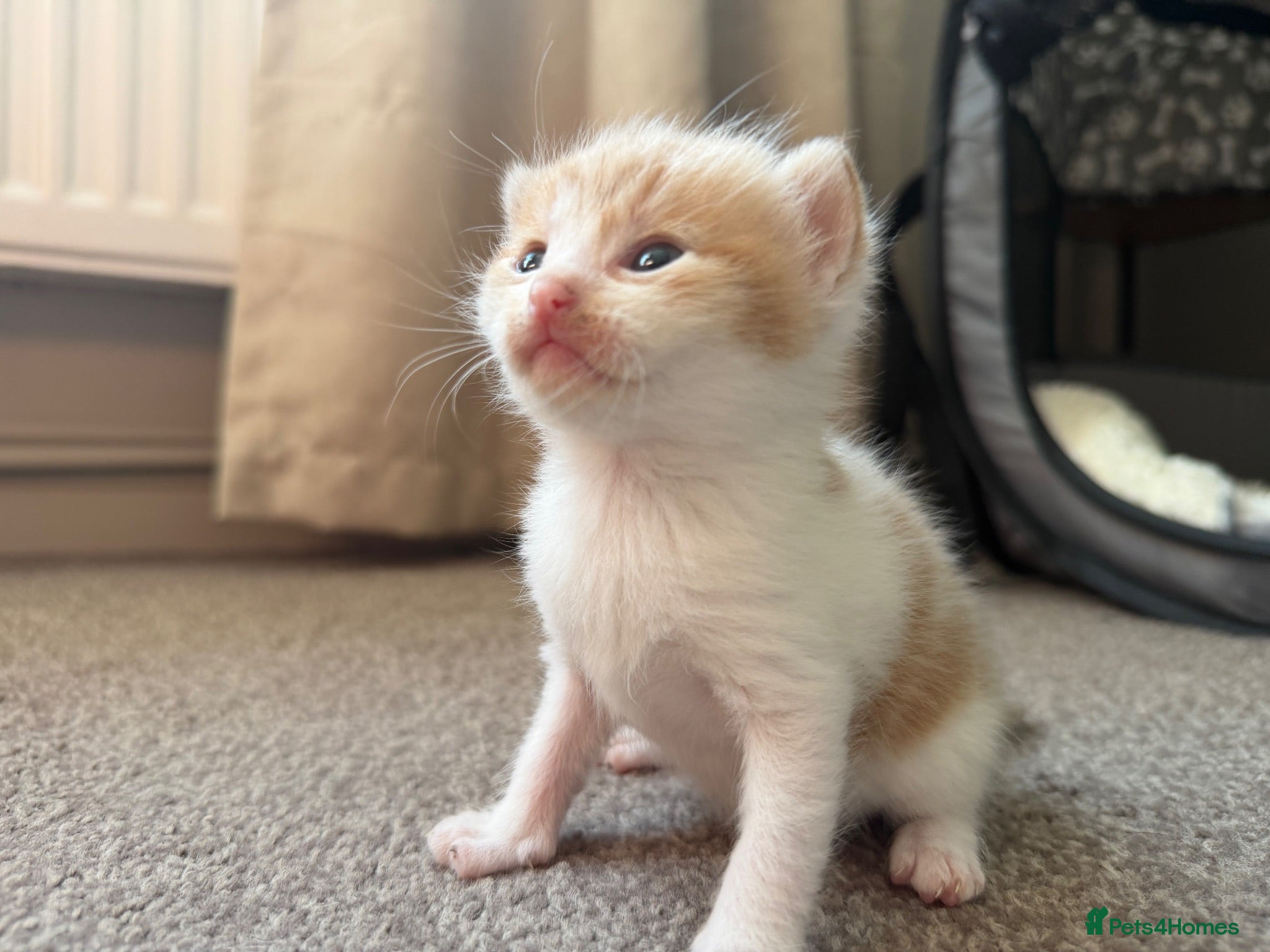 Mixed Breed cats Beautiful kittens - 5 left!! - Advert 16