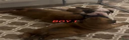 Boxer dogs for sale: Beautiful boxer puppies  - Advert 28