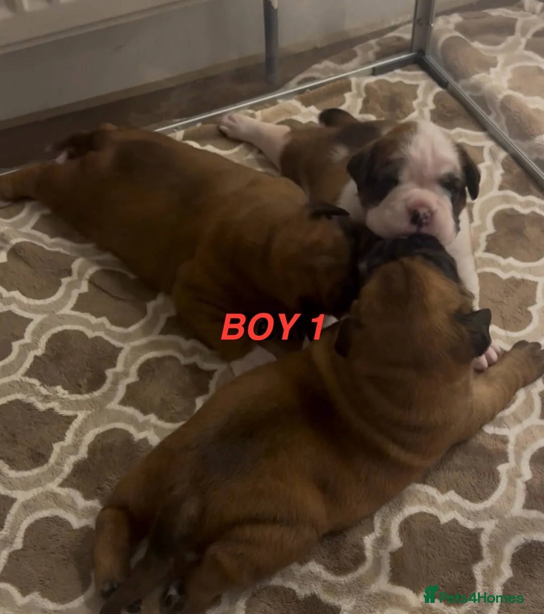 Boxer dogs for sale: Beautiful boxer puppies  - Advert 28
