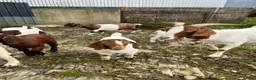 Goats livestock for sale: Boer goat kids - Advert 2
