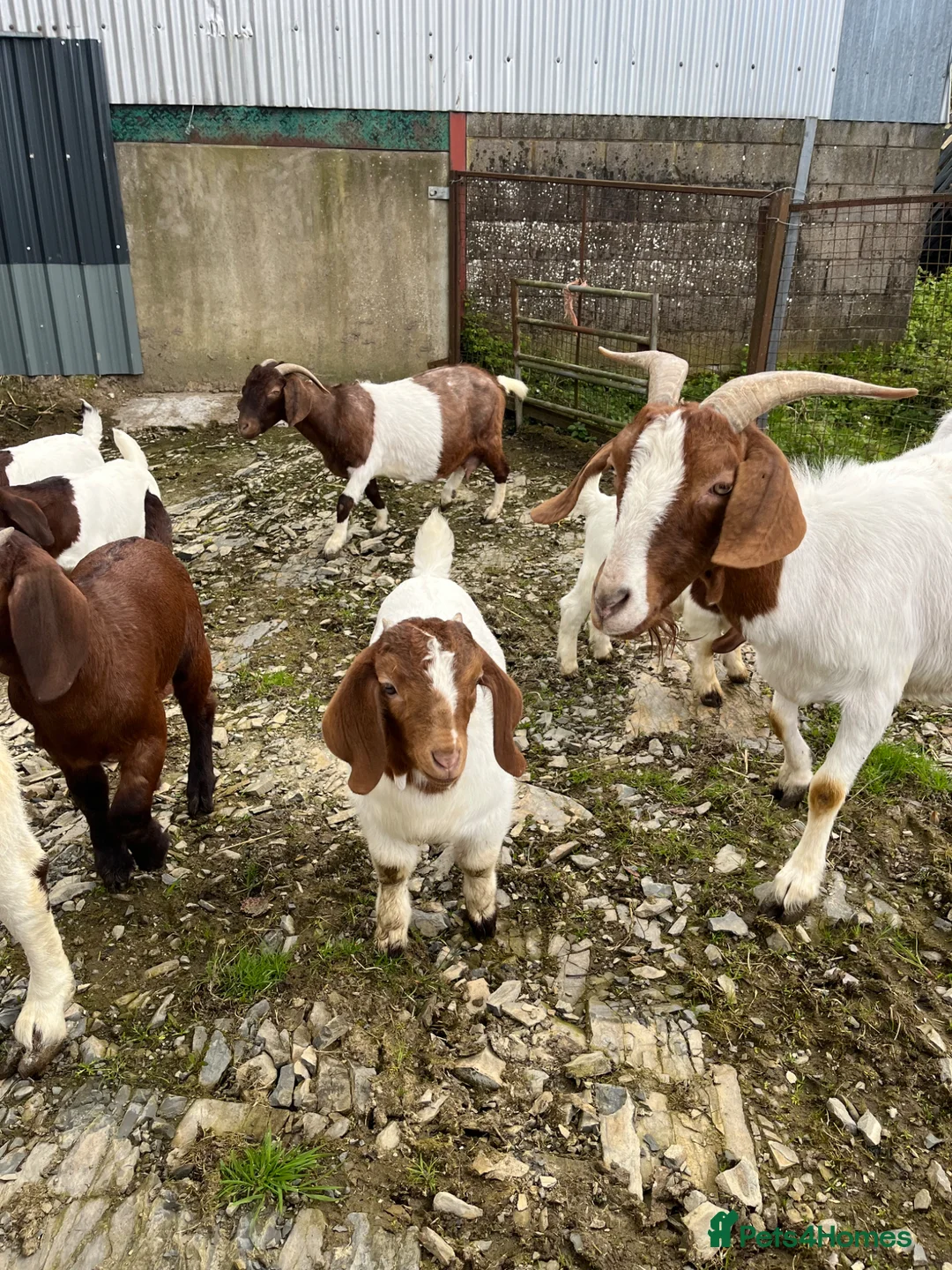 Goats livestock for sale: Boer goat kids - Advert 2