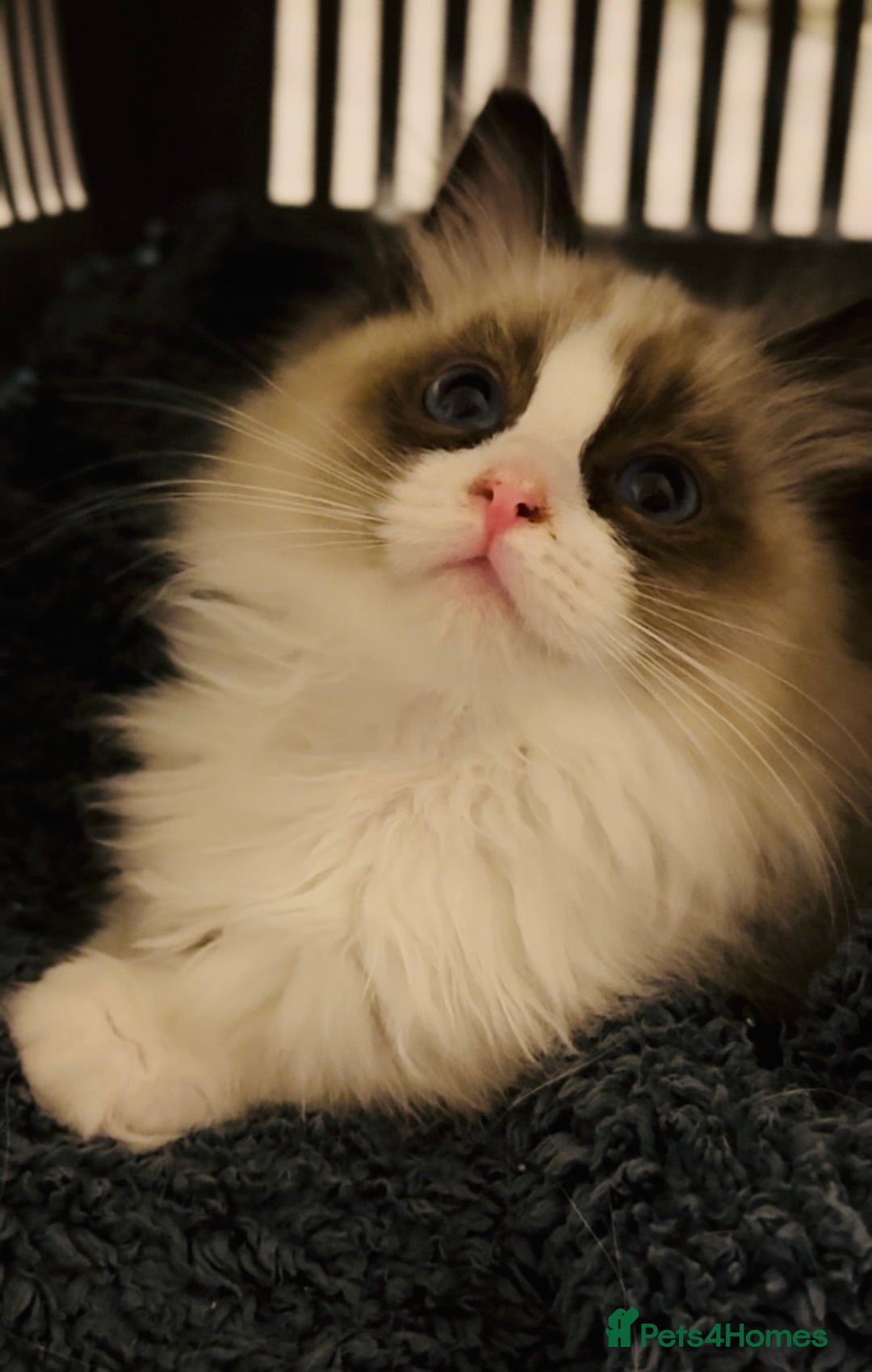 Ragdoll cats for sale: 💙🐾Tica full Pedigree🐾EU Ragdoll 🐱🐾DNA Clear❤️ - Image 18