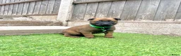 Belgian Shepherd Dog dogs for sale: KC Belgian Malinois Puppys for sale - Advert 8