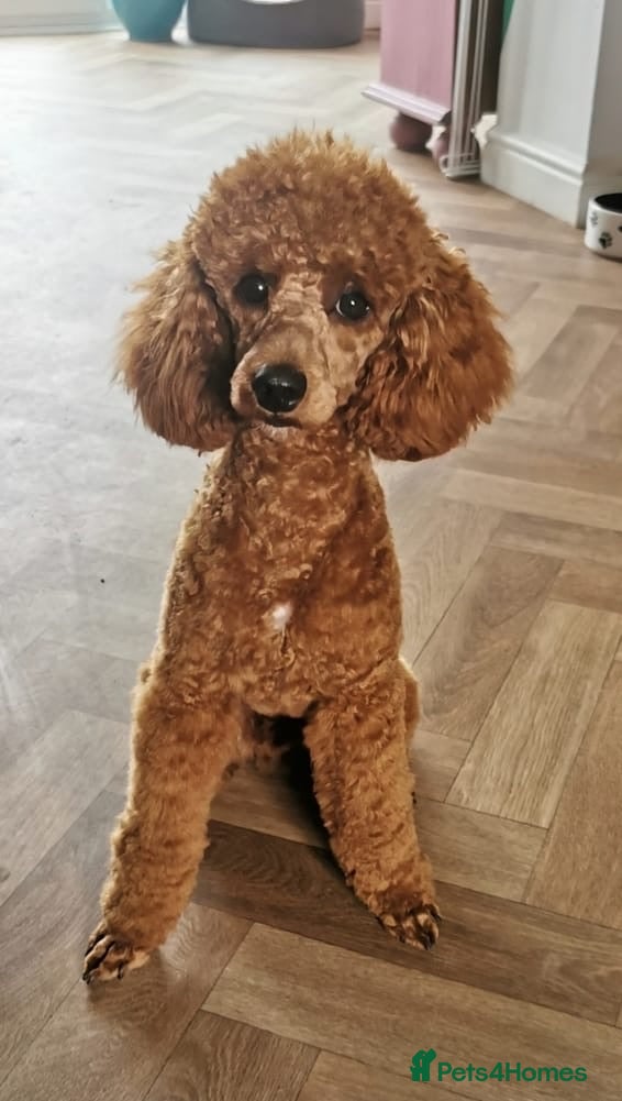 Miniature Poodle dogs Stud only red miniature toy poodle in Denbigh - Advert 12