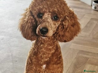 Miniature Poodle dogs for stud: Stud only red miniature toy poodle in Denbigh - Advert 1