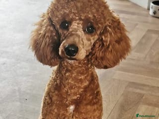 Miniature Poodle dogs Stud only red miniature toy poodle in Denbigh - Advert 7