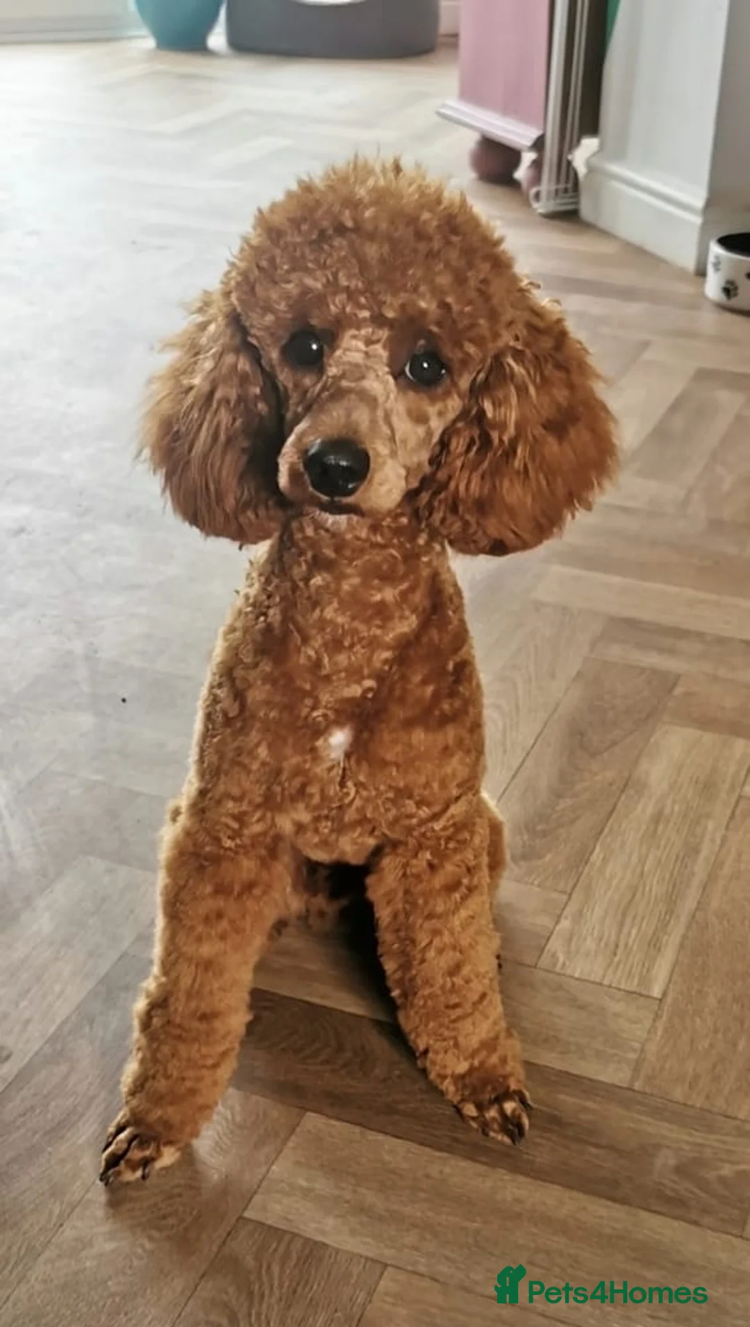 Miniature Poodle dogs for stud: Stud only red miniature toy poodle in Denbigh - Advert 1