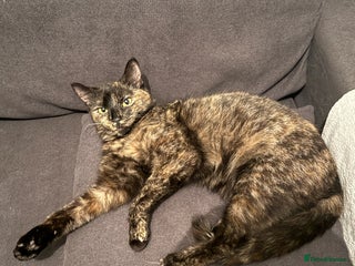 Mixed Breed cats 2 female kittens - Advert 3