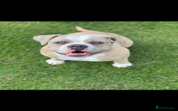 Dorset Olde Tyme Bulldogge dogs for sale: Olde Tyme Bulldogge 4 year old girl - Image 1