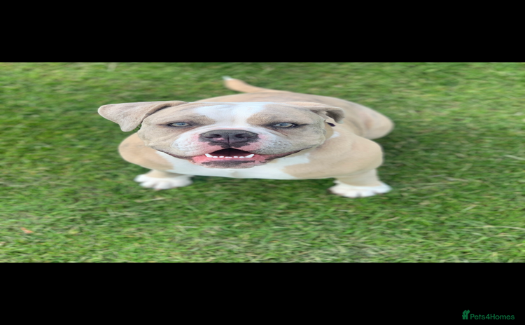 Dorset Olde Tyme Bulldogge dogs - Advert 1