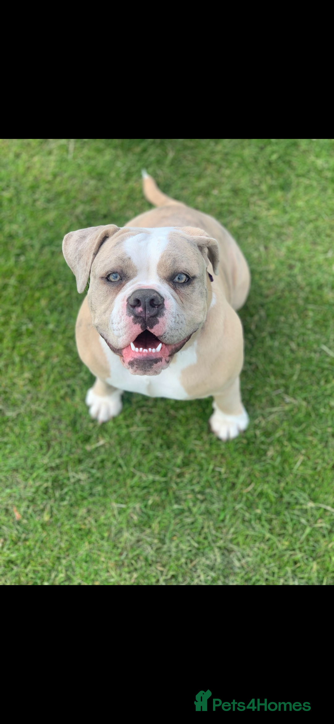Dorset Olde Tyme Bulldogge dogs for sale: Olde Tyme Bulldogge 4 year old girl - Image 1