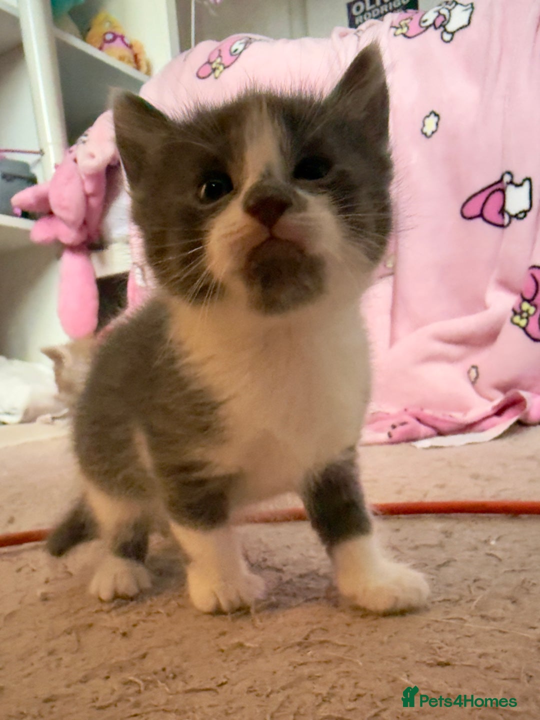 British Shorthair cats for sale: 🐾Turkish Angora × British Blue Kittens Ready Soon - Image 15