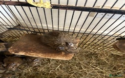 Degus rodents for sale: Degus  - Image 2