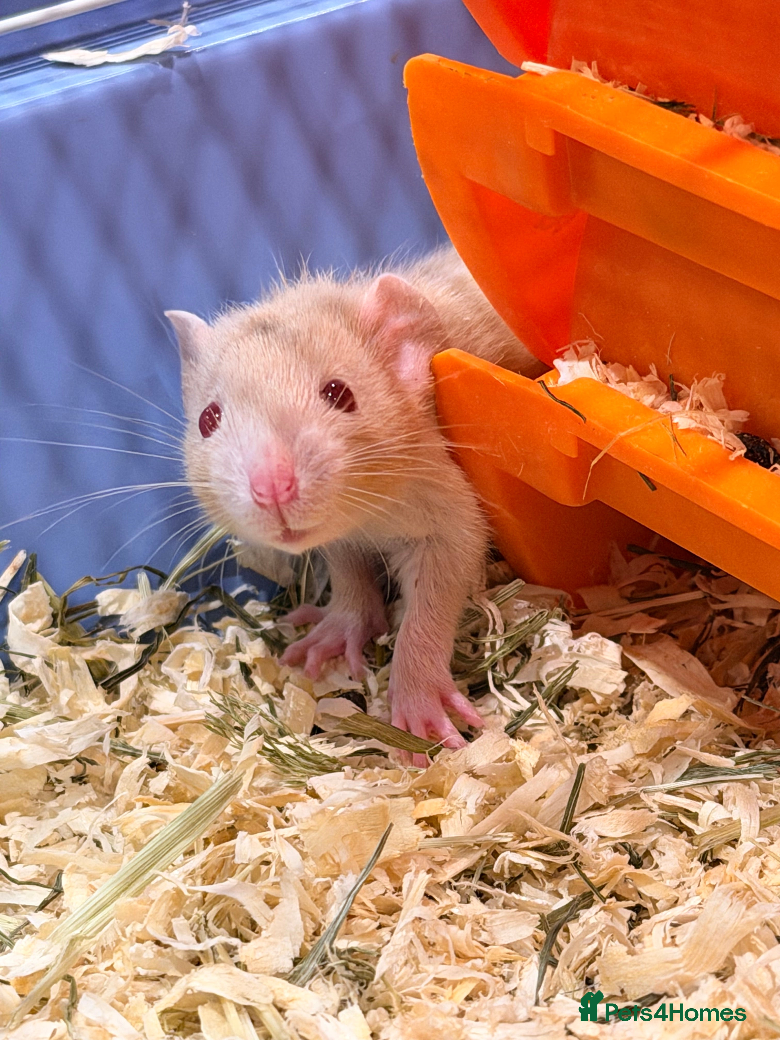 Rat rodents Adorable & Friendly Baby Fancy Rats - Advert 1