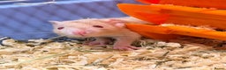 Rat rodents for sale: Adorable & Friendly Baby Fancy Rats - Advert 1