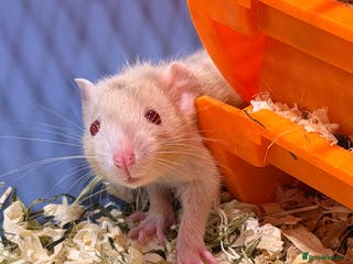 Rat rodents Adorable & Friendly Baby Fancy Rats - Advert 7