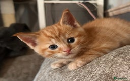 Ragdoll cats for sale: Calico Ragdolls - Image 5