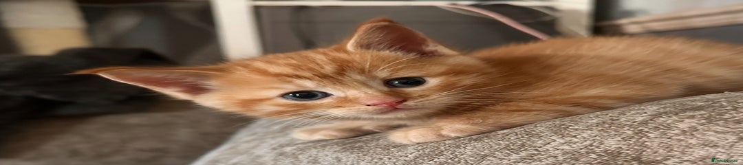 Ragdoll Kitten 1