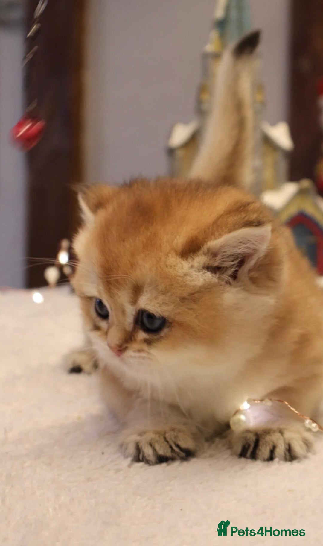 British Shorthair cats for sale: CHAMPION GOLDEN BRITISH SHORT HAIR KITTEN MALE - Advert 3